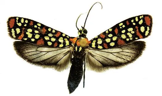 Atteva pustulella