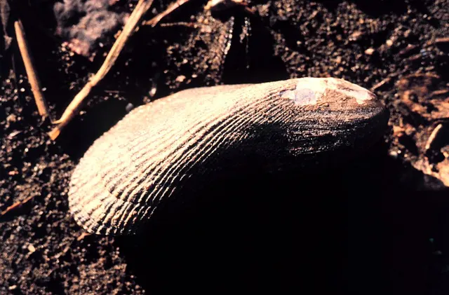 Geukensia