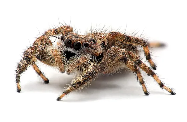 Jumping spider
