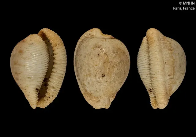 Cypraeovula kesslerorum