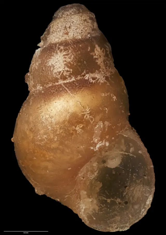 Tubbreva