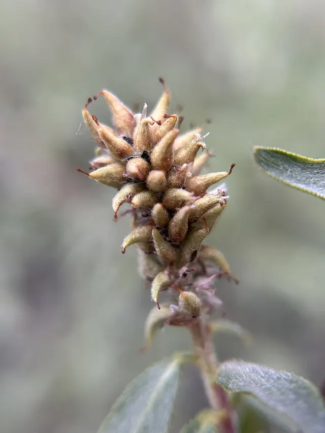 Salix orestera