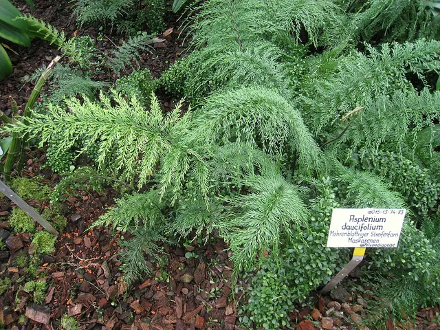 Asplenium daucifolium