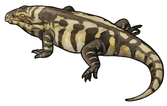 Reiszorhinus