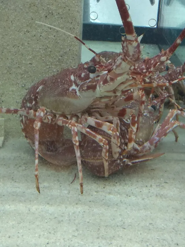 Palinurus mauritanicus