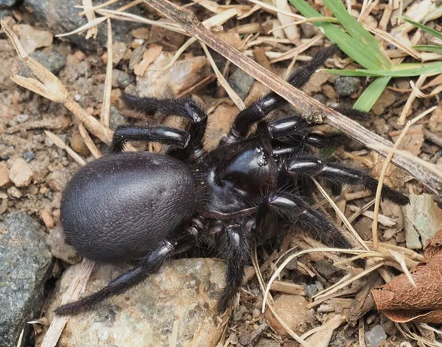 Atracidae
