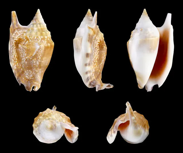 Euprotomus bulla
