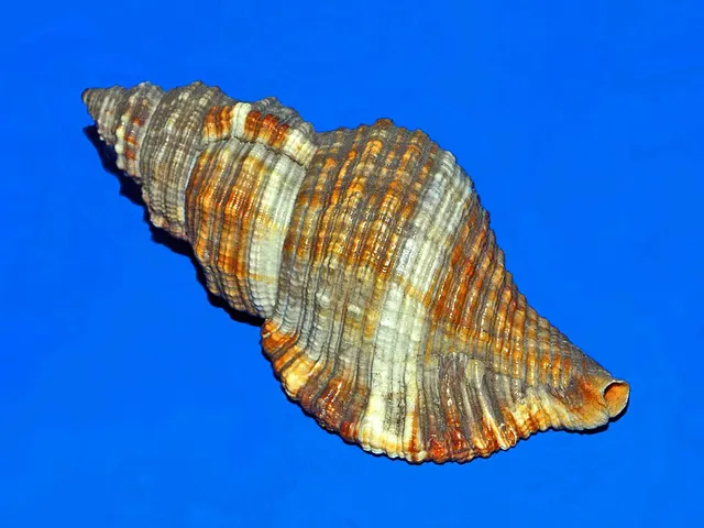 Monoplex macrodon