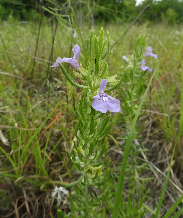Salvia texana