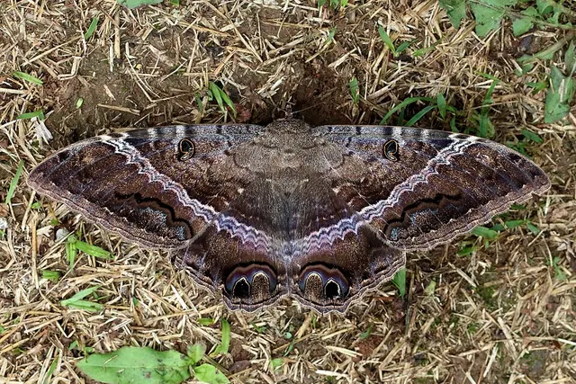 Erebidae