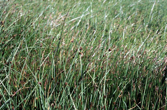 Schoenoplectus americanus