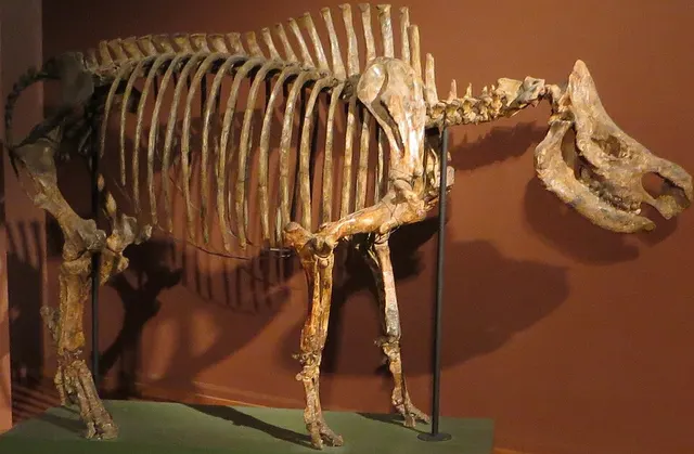 Stephanorhinus