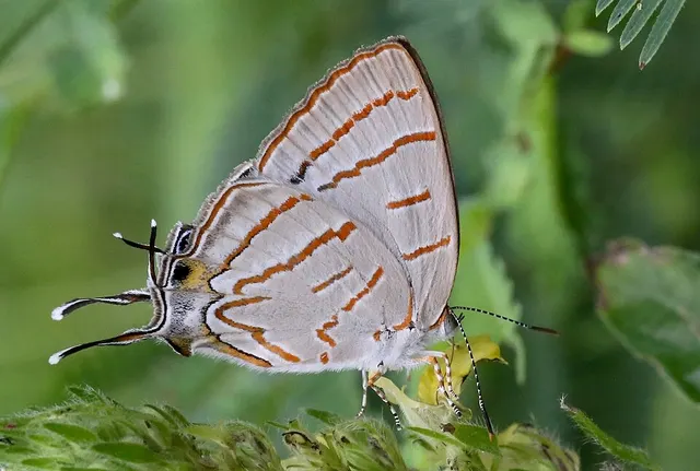 Hemiolaus caeculus