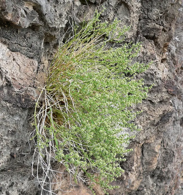 Scopulophila rixfordii