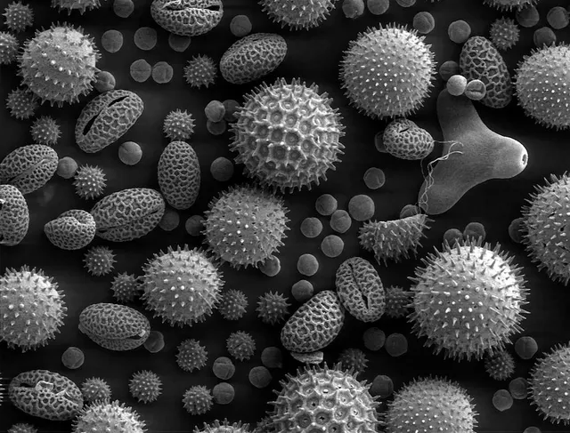Scanning electron microscope