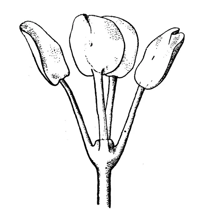 Tetraphyllidea