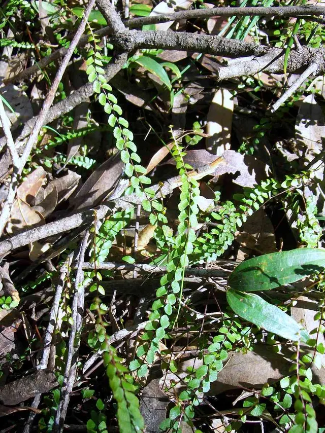Lindsaea