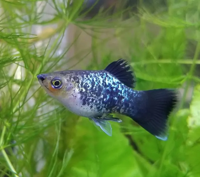 Platy