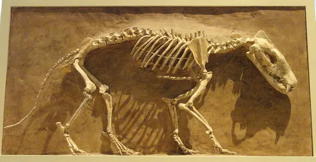 Hyaenodon
