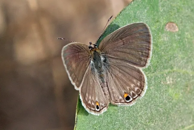 Euchrysops malathana