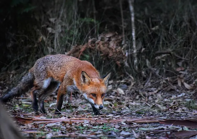 Red foxes in Australia