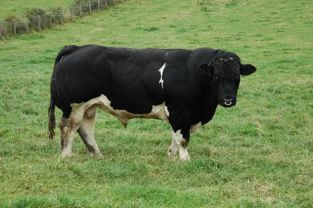 Taureau