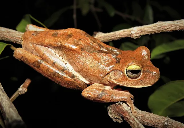 Bokermannohyla diamantina