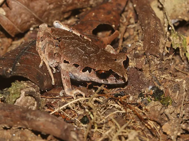 Leptobrachella sola
