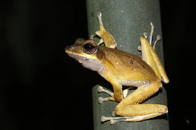 Western tree frog