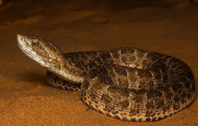 Bothrops itapetiningae