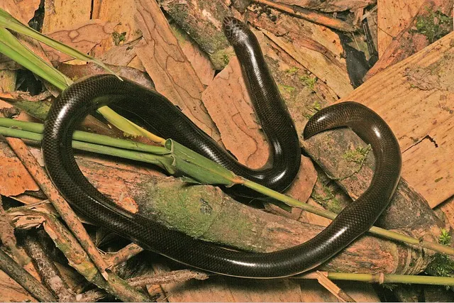 Acutotyphlops solomonis