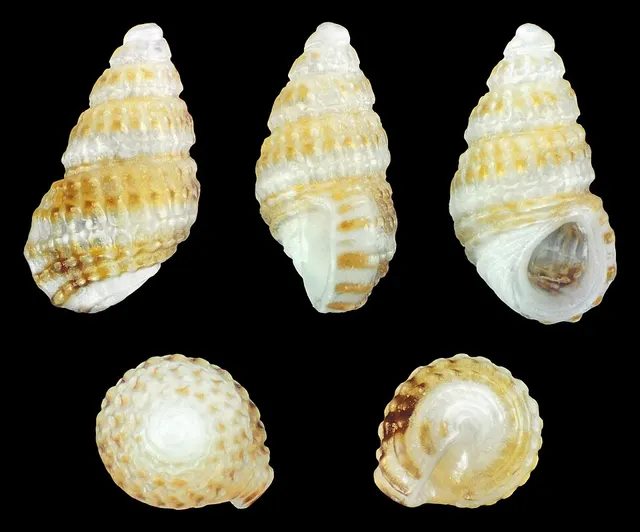 Alvania leacocki