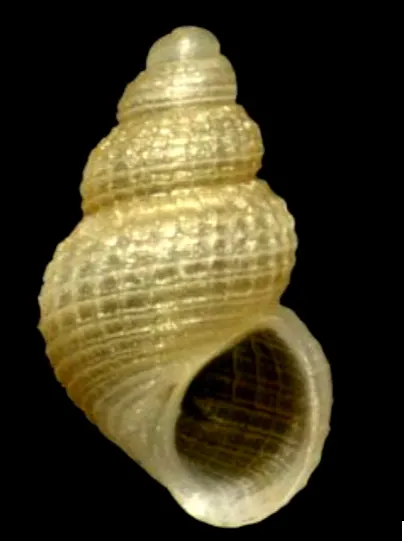 Alvania parvula