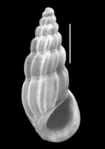 Schwartziella depressa
