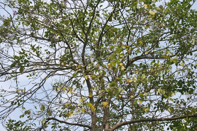 Millettia peguensis