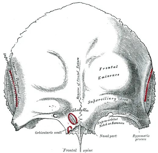 Brow ridge
