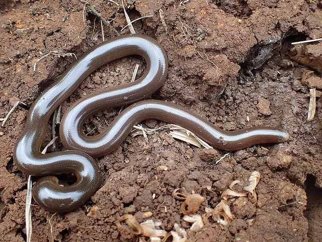 Bibron's blind snake