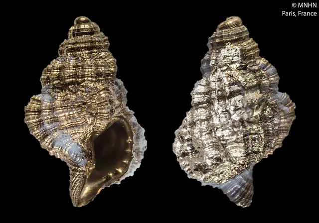 Distorsionella lewisi
