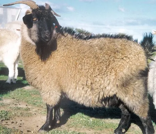Cashmere goat