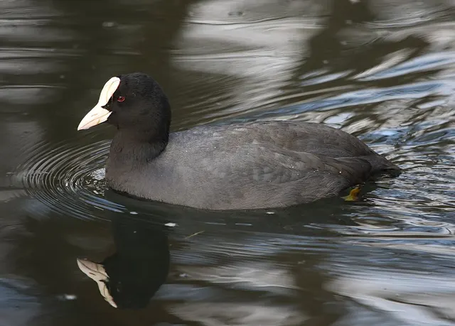 Fulica