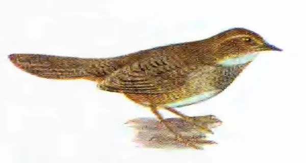 Scrubbird