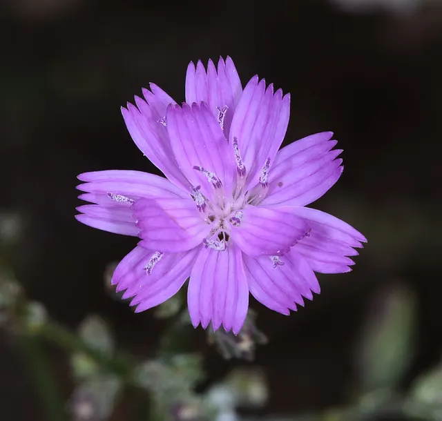 Stephanomeria elata