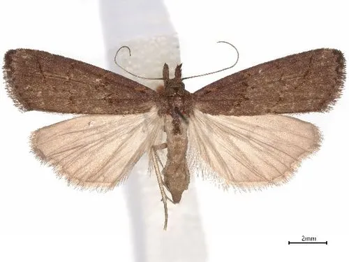 Schrankia altivolans
