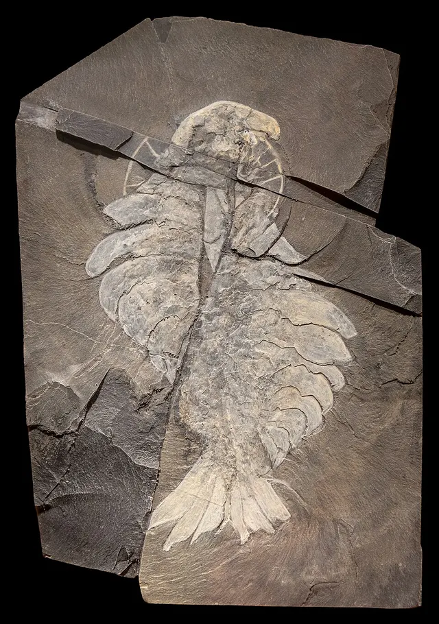 Anomalocaris