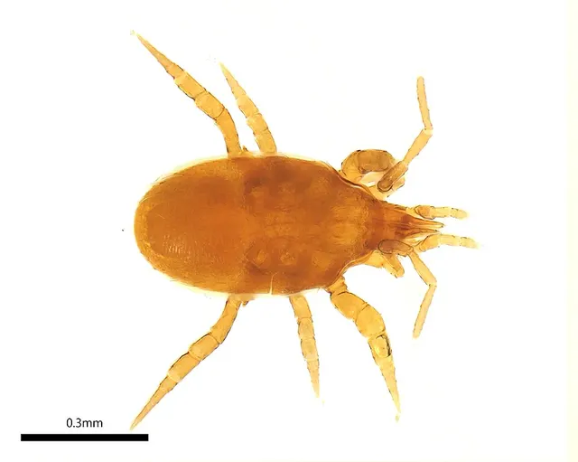 Ologamasidae