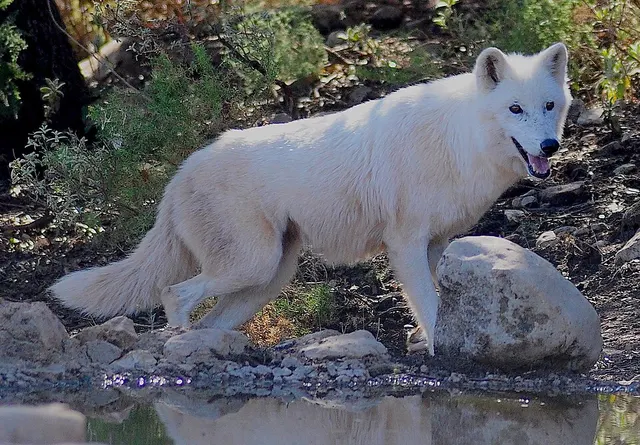 Alaskan tundra wolf