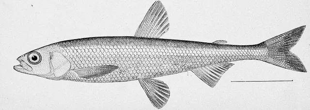 Osmeridae