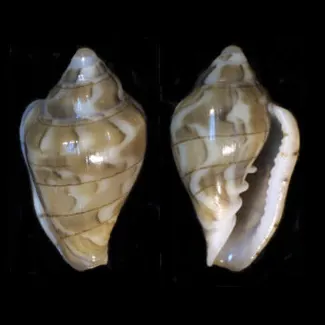 Glabella
