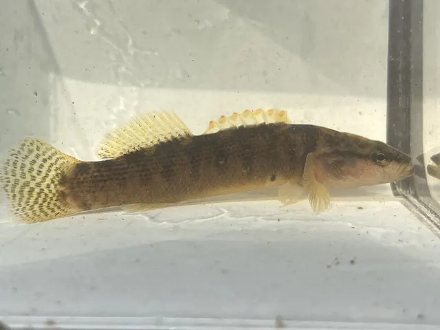 Fantail darter