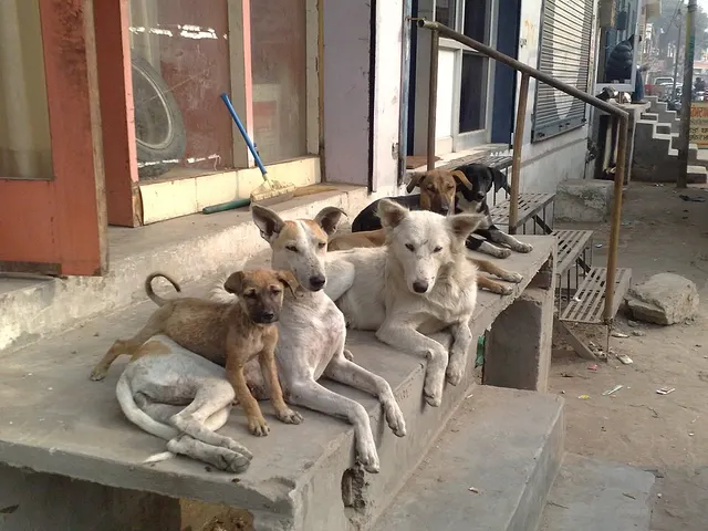 Free-ranging dog